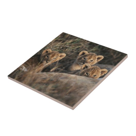 Trio van Lion Cubs met moeder Tegeltje (Zijkant)