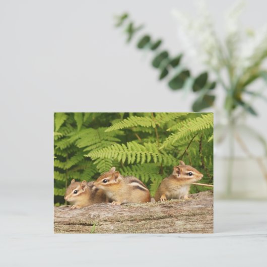 Trio van nieuwsgierige Baby Chipmunks Briefkaart (Staand voorkant)
