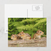 Trio van nieuwsgierige Baby Chipmunks Briefkaart (Voorkant / Achterkant)