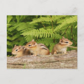 Trio van nieuwsgierige Baby Chipmunks Briefkaart (Voorkant)