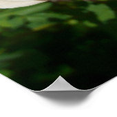 Trio van perzikenvlies poster (Hoek)