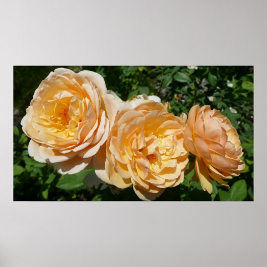 Trio van perzikenvlies poster (Voorkant)