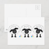 Trio van Schapen Briefkaart (Voorkant / Achterkant)