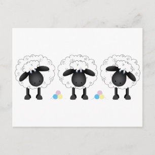 Trio van Schapen Briefkaart