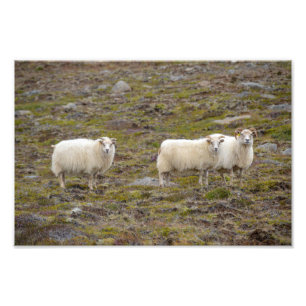 Trio van schapen, IJsland Foto Afdruk