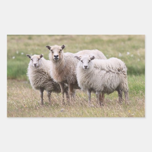 Trio van schapen in IJsland Rechthoekige Sticker (Voorkant)