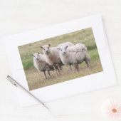 Trio van schapen in IJsland Rechthoekige Sticker (Envelop)