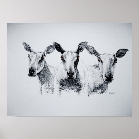 Trio van schapenafdrukken poster (Voorkant)