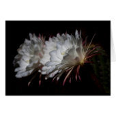 Trio van White Cactus Flowers (Voorkant Horizontaal)