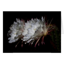 Trio van White Cactus Flowers