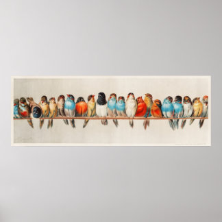 Tripische kleurrijke vogels op een tak poster