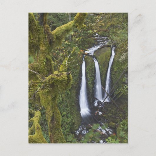 Triple Falls, Columbia River Gorge Briefkaart (Voorkant)