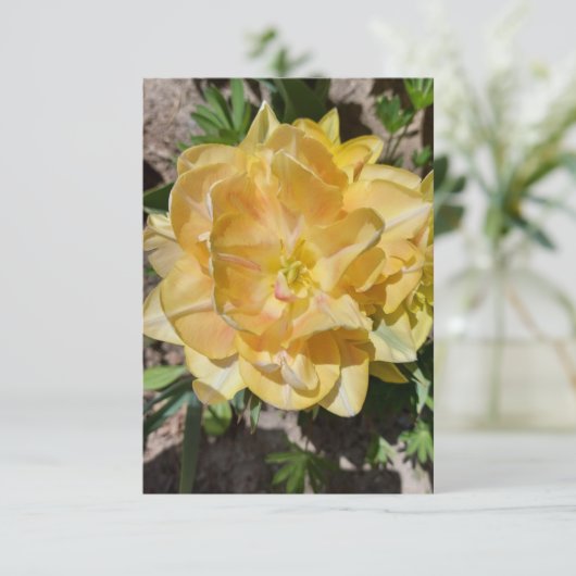 Triple gele tulip flower blanco (Staand voorkant)