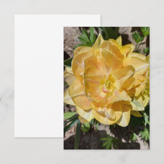 Triple gele tulip flower blanco (Voorkant / Achterkant)