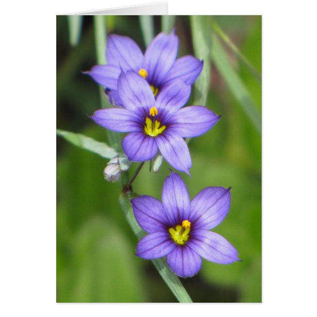 Triple Paars (Voorkant)