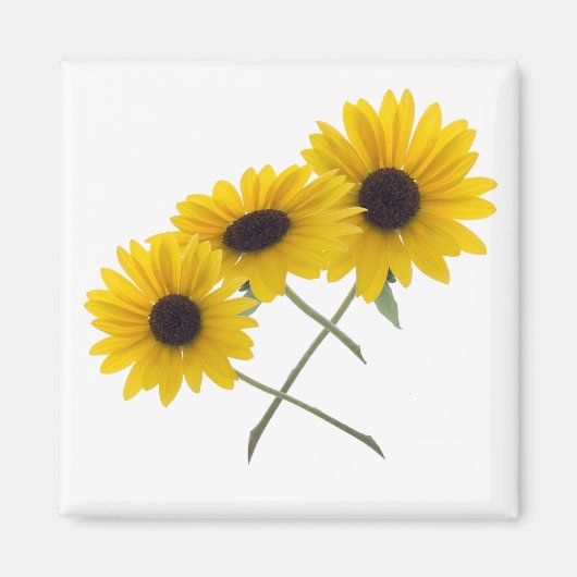 Triple Sunflower Magneet (Voorkant)
