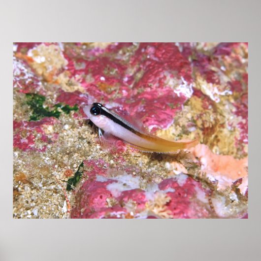 Triplefin Poster (Voorkant)