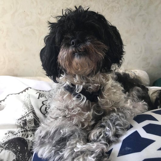 **TRIPLET TEDDYBEREN** ADRESETIKETTEN ETIKET