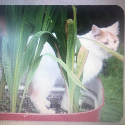 **TRIPLET TEDDYBEREN** ADRESETIKETTEN ETIKET