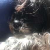 **TRIPLET TEDDYBEREN** ADRESETIKETTEN ETIKET