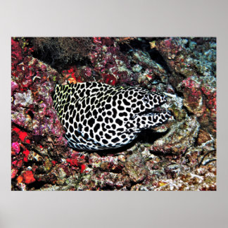 Trippy Leopard Moray Poster