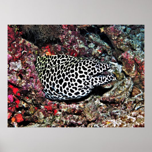 Trippy Leopard Moray Poster (Voorkant)