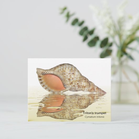 Triton seashell briefkaart (Staand voorkant)