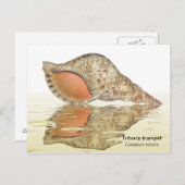 Triton seashell briefkaart (Voorkant / Achterkant)