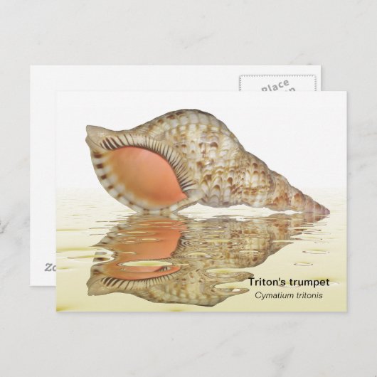 Triton seashell briefkaart (Voorkant / Achterkant)