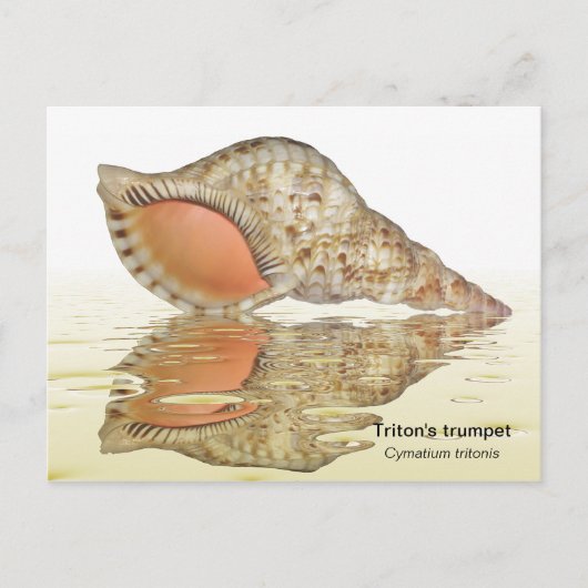 Triton seashell briefkaart (Voorkant)