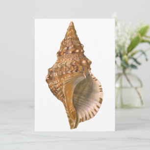  Triton Seashell Shell, Marine Ocean Animal