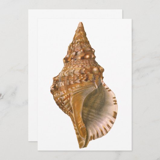 Triton Seashell Shell, Marine Ocean Animal (Voorkant / Achterkant)