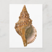 Triton Seashell Shell, Marine Ocean Animal Briefkaart (Voorkant)