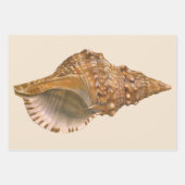 Triton Seashell Shell, Marine Ocean Animal Inpakpapier Vel (Voorkant 3)