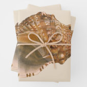 Triton Seashell Shell, Marine Ocean Animal Inpakpapier Vel (In situ)