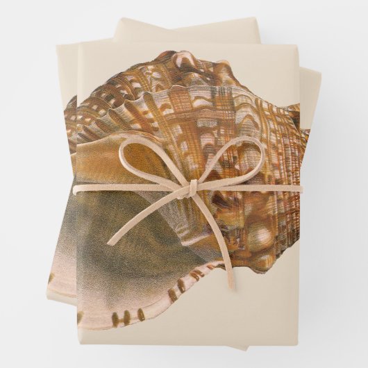 Triton Seashell Shell, Marine Ocean Animal Inpakpapier Vel (In situ)