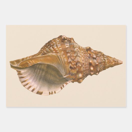 Triton Seashell Shell, Marine Ocean Animal Inpakpapier Vel (Voorkant)