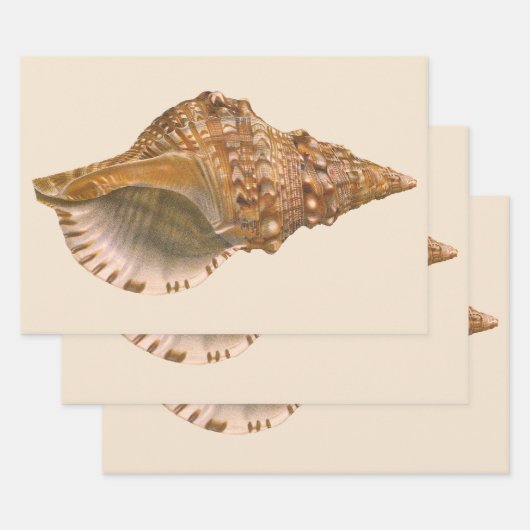 Triton Seashell Shell, Marine Ocean Animal Inpakpapier Vel (Set)