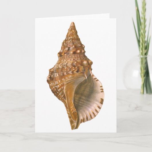 Triton Seashell Shell, Marine Ocean Animal Kaart (Voorkant)