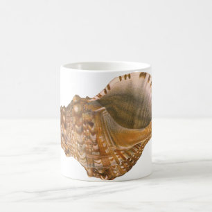 Triton Seashell Shell, Marine Ocean Animal Koffiemok