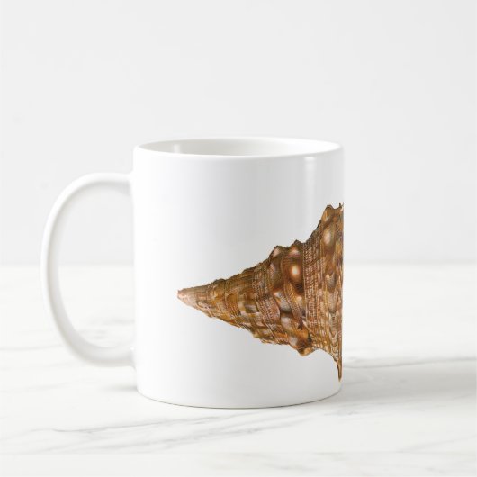  Triton Seashell Shell, Marine Ocean Animal Koffiemok (Links)