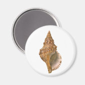 Triton Seashell Shell, Marine Ocean Animal Magneet (Voorkant / Achterkant)