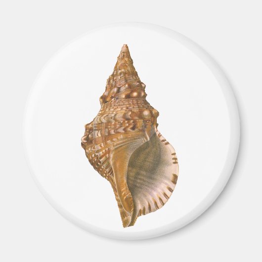 Triton Seashell Shell, Marine Ocean Animal Magneet (Voorkant)