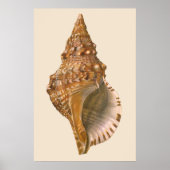  Triton Seashell Shell, Marine Ocean Animal Poster (Voorkant)