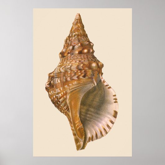 Triton Seashell Shell, Marine Ocean Animal Poster (Voorkant)