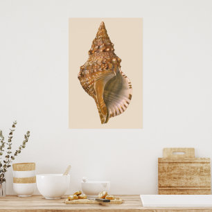 Triton Seashell Shell, Marine Ocean Animal Poster