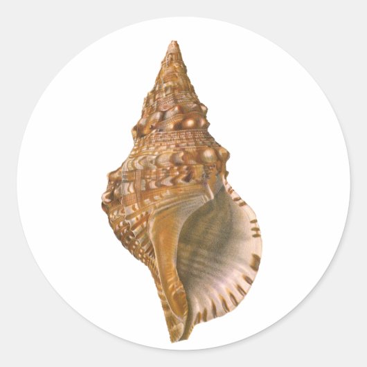 Triton Seashell Shell, Marine Ocean Animal Ronde Sticker (Voorkant)
