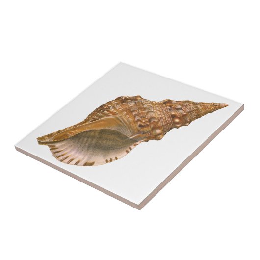  Triton Seashell Shell, Marine Ocean Animal Tegeltje (Zijkant)