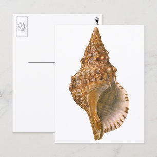 Triton Zeeschelp Schelp, Vintage Mariene Oceaan Di Briefkaart