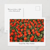 TRIUMPH TULIP Tulipa "Hermitage"-Briefkaart Briefkaart (Voorkant / Achterkant)